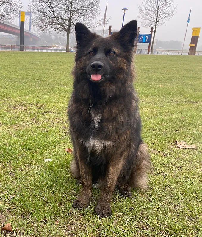 Balou, dunkler langhaariger Schäferhund-Mischling, sitzt mit heraushängender Zunge auf einer Wiese am Rheinufer in Duisburg