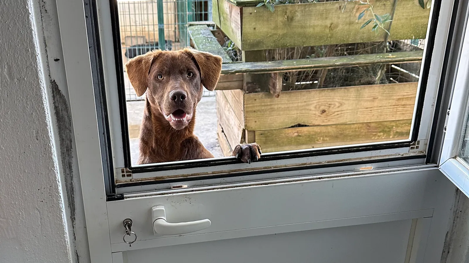 Brauner Labrador schaut mit aufgestützter Pfote aus einem Freigehege durch ein Fenster ins Innere
