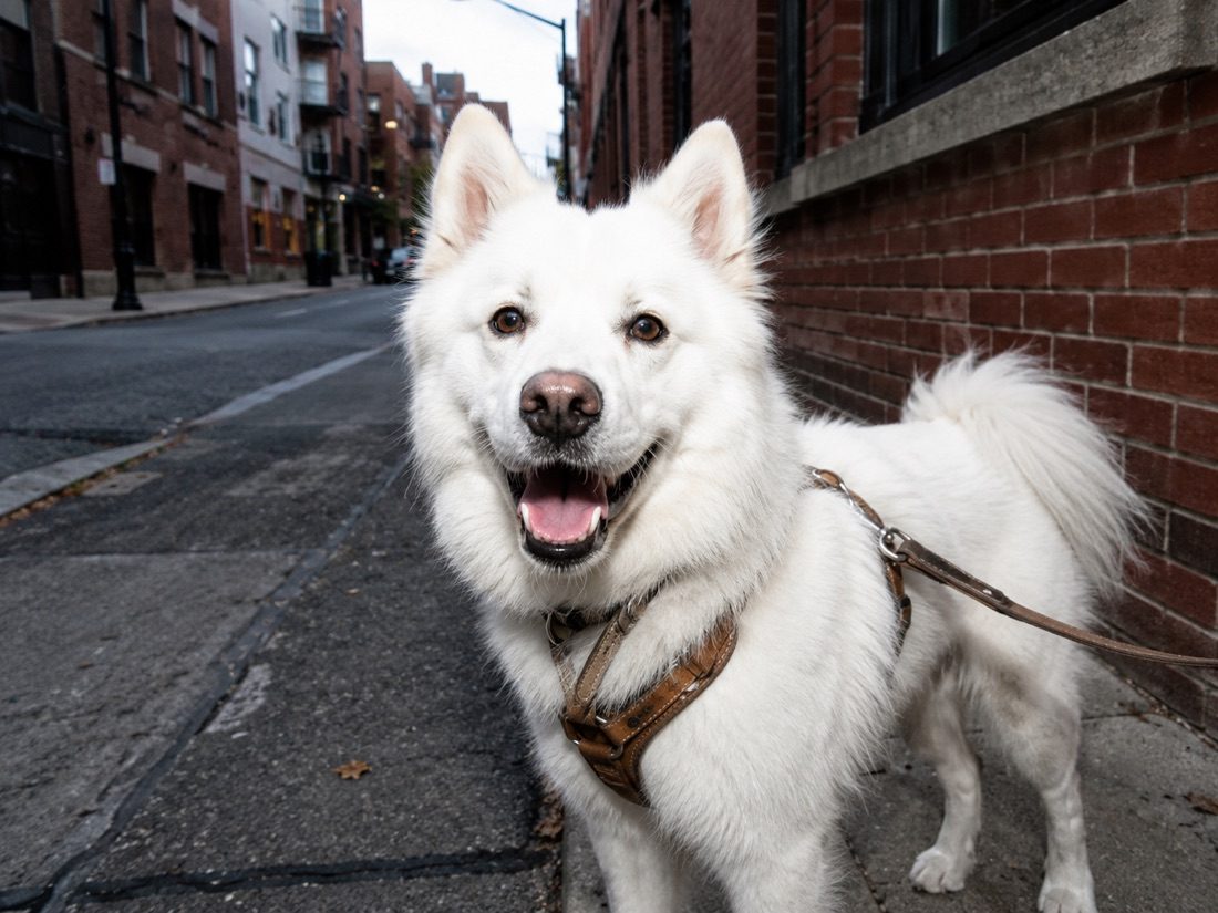 Weißer Hund an der Leine in der Stadt