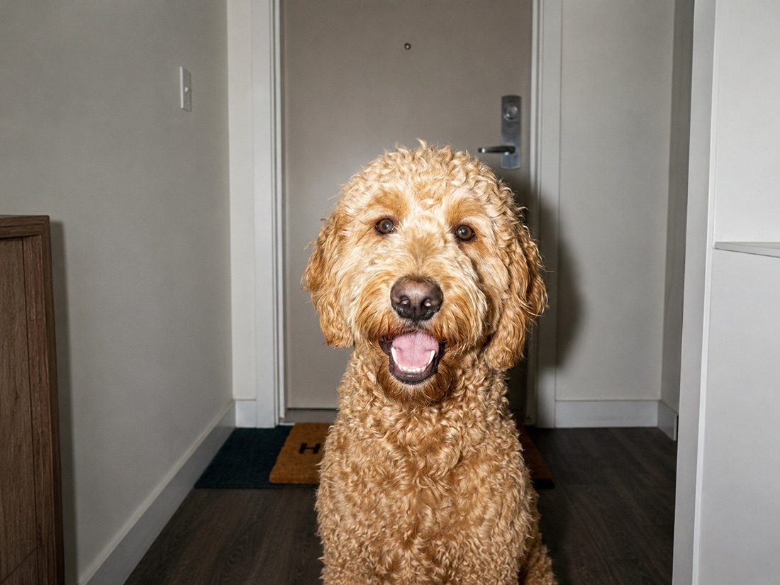 Goldendoodle – Beratung vor dem Einzug