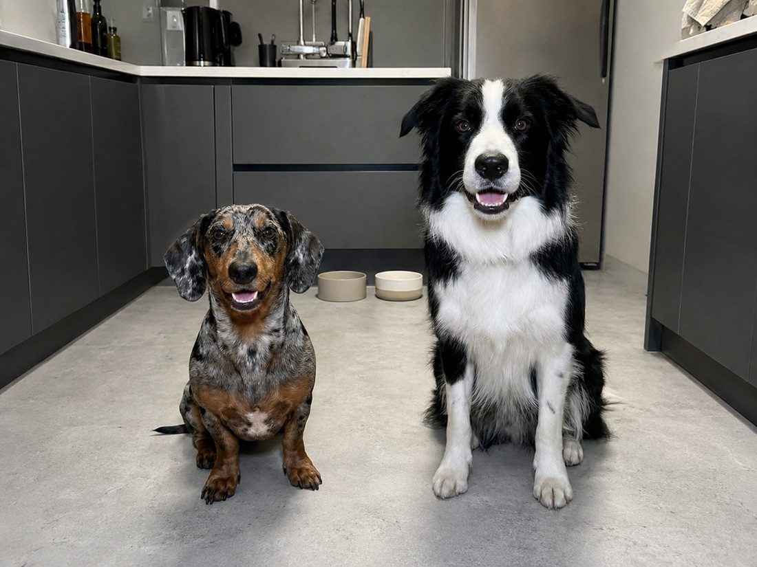 Dackel und Collie zusammen