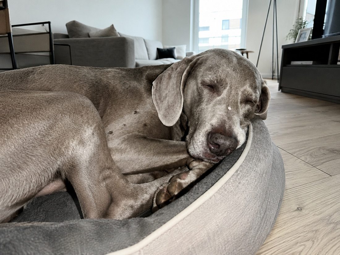 Älterer Weimaraner