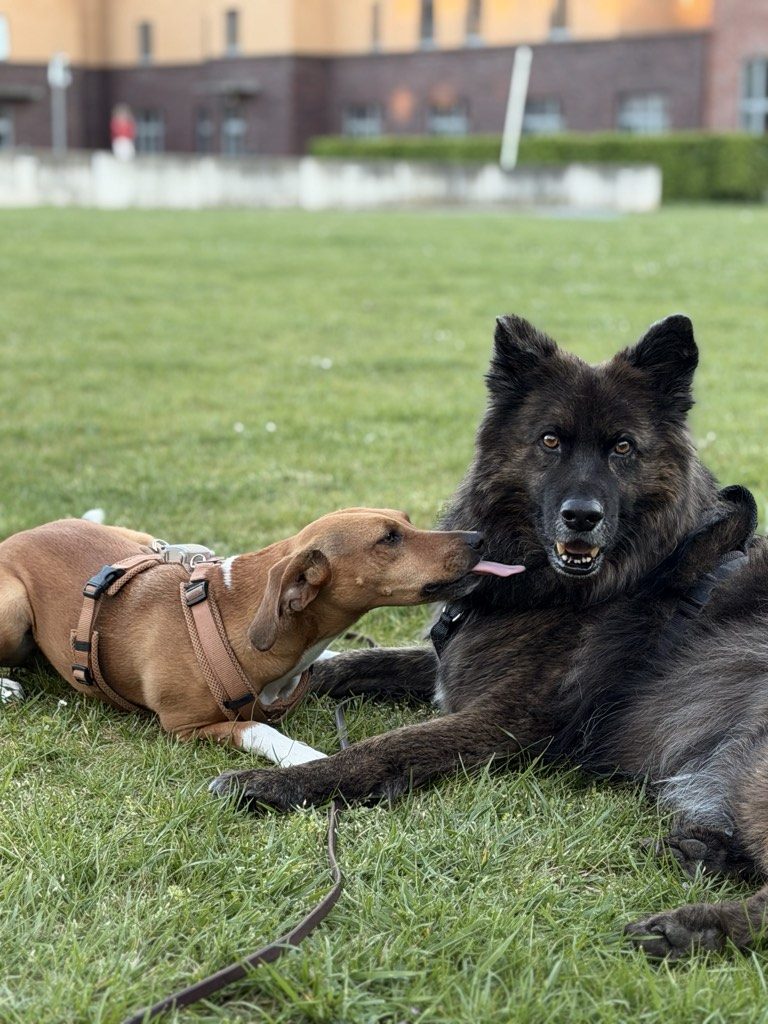 Zwei Hunde liegen entspannt nebeneinander auf der Wiese